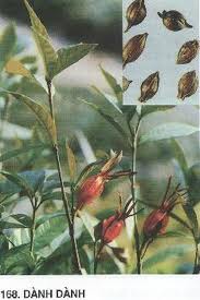 Bài thuốc chữa phong thấp